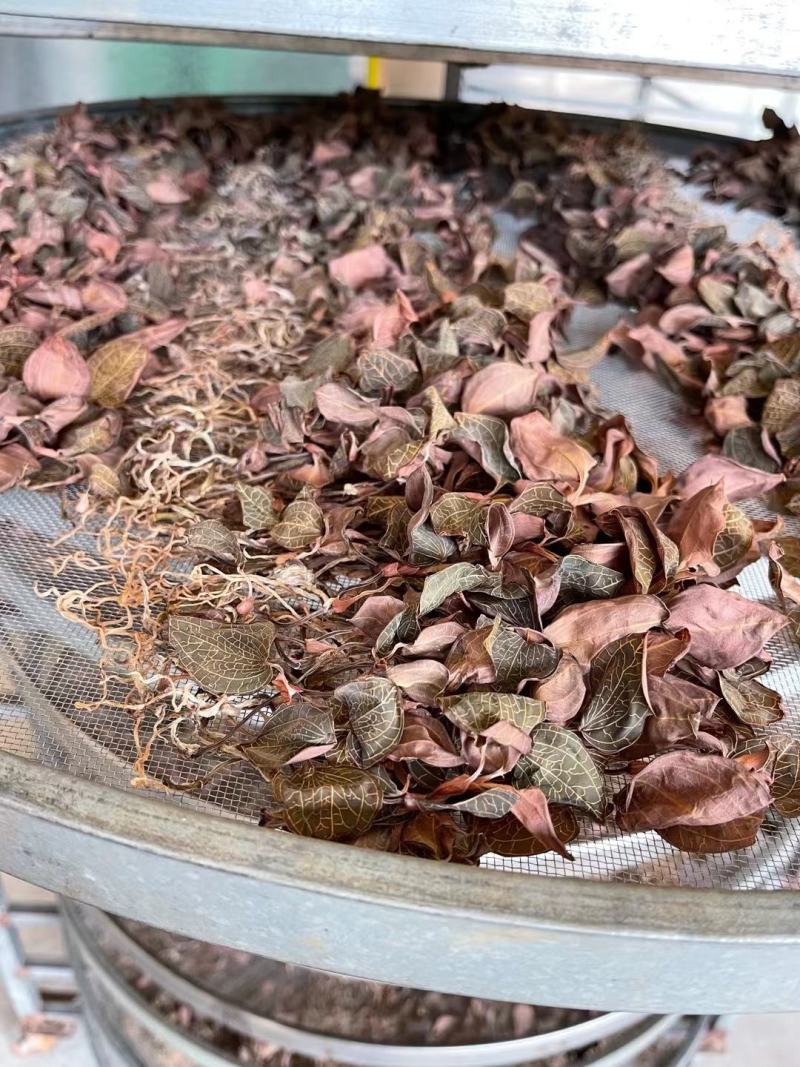 中华神草金线莲林下仿野种植基地直发鲜叶，干品，礼盒代发