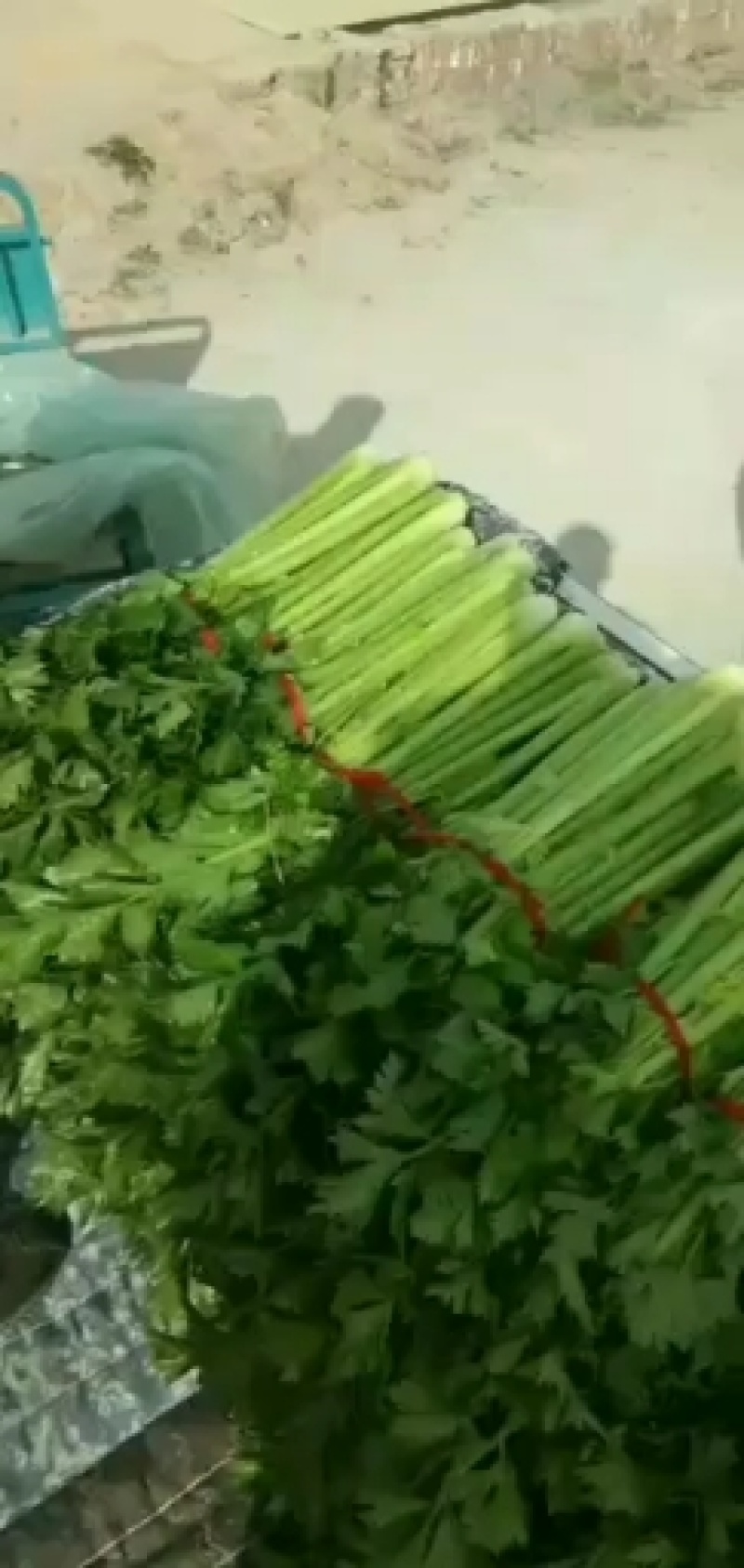 西芹，产地河南开封祥符区，质量保证