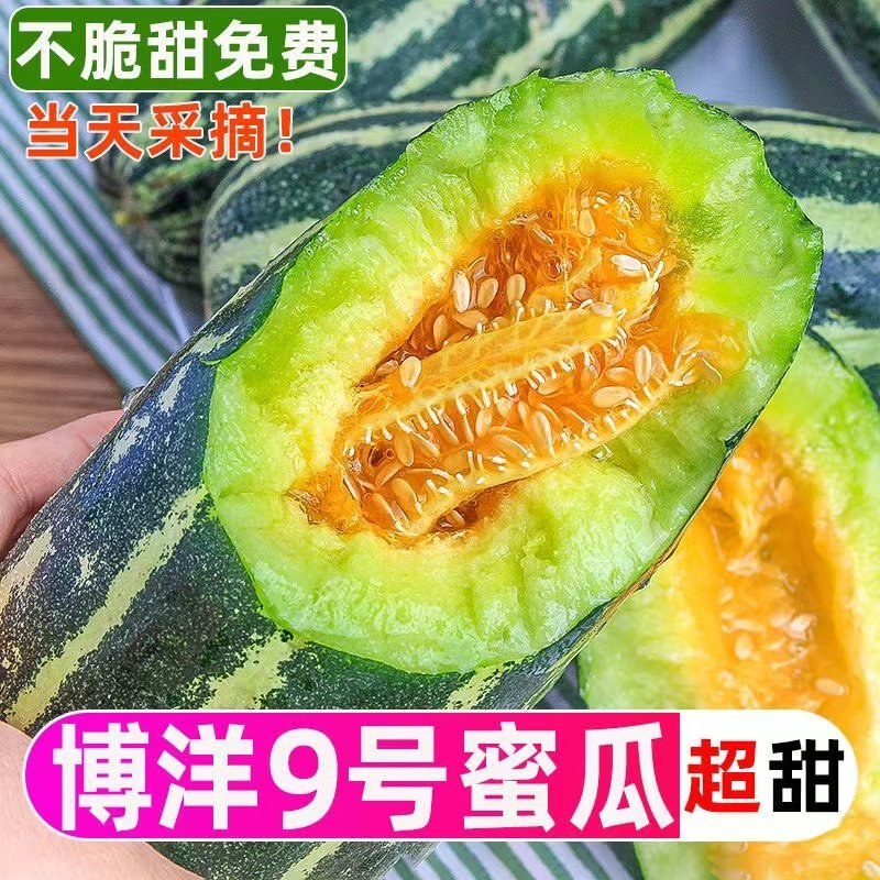 山东博洋甜瓜，大量上市支持看货，大量装车中
