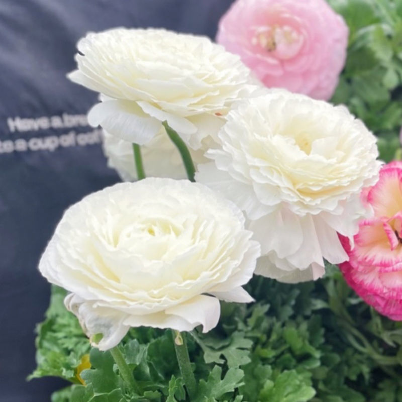 洋牡丹芹叶牡丹盆栽带花带花苞花毛茛重瓣花卉植物阳台客厅多