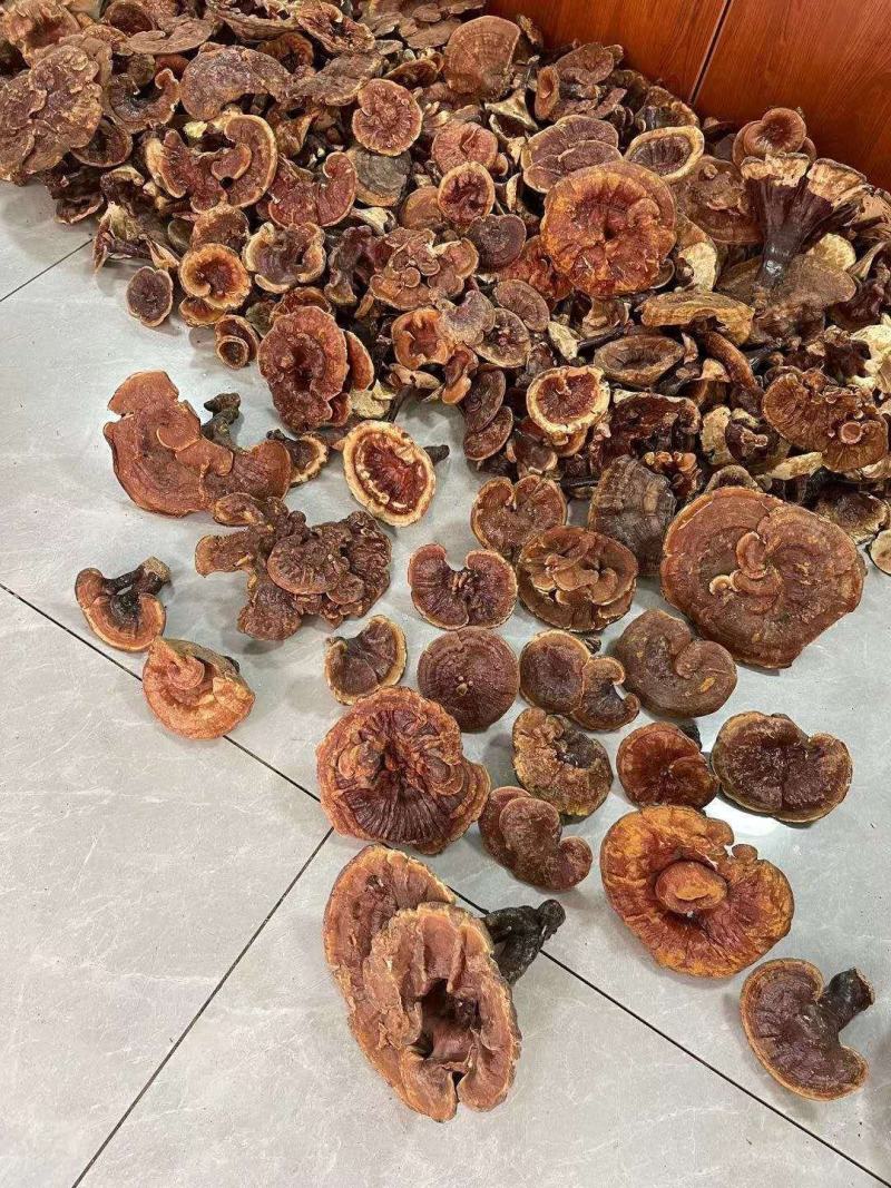 包邮松杉灵芝长白山灵芝金边灵芝2021年新货一斤500克