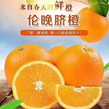 秭归早熟伦晚脐橙大量上市中，产地一手货源供应！