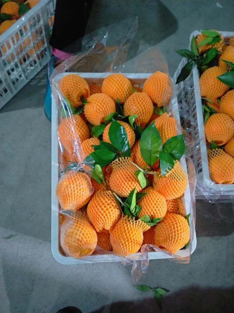 秭归早熟伦晚脐橙大量上市中，产地一手货源供应！