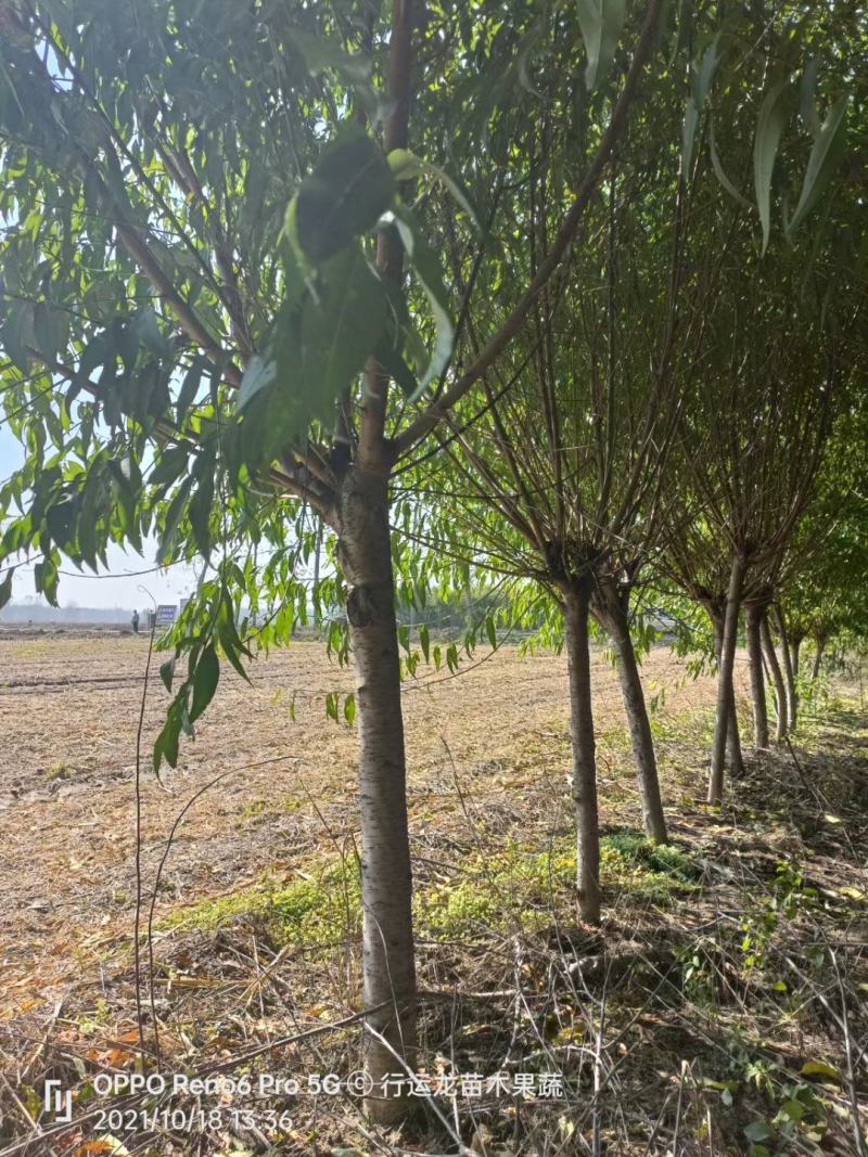 大量供应精品山桃树质优价廉货源充足，土球裸根均可