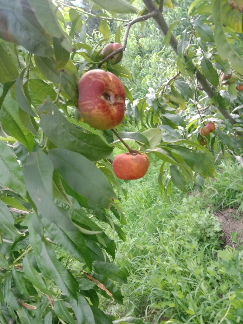 风味天后油蟠桃苗南北方都可种植