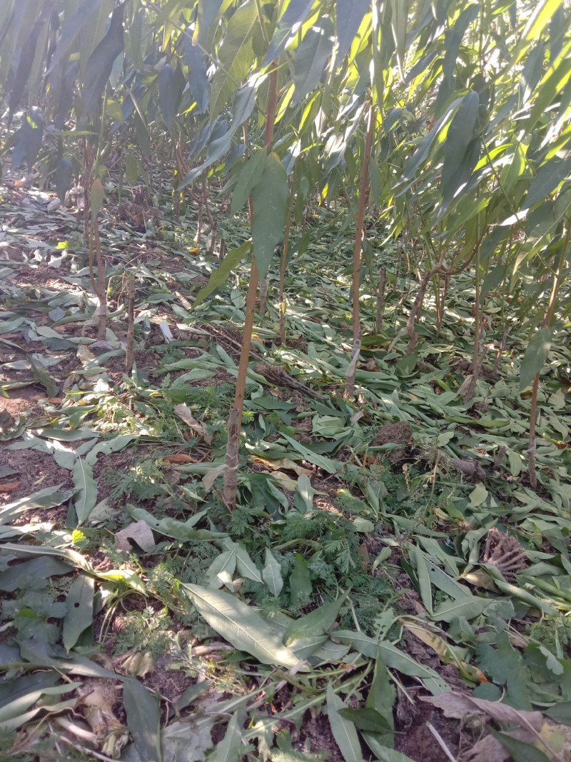 风味天后油蟠桃苗南北方都可种植