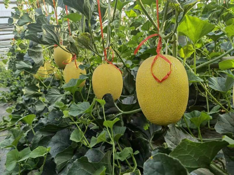 哈密瓜苗西洲蜜小蜜苗25号苗黄网25苗技术指导