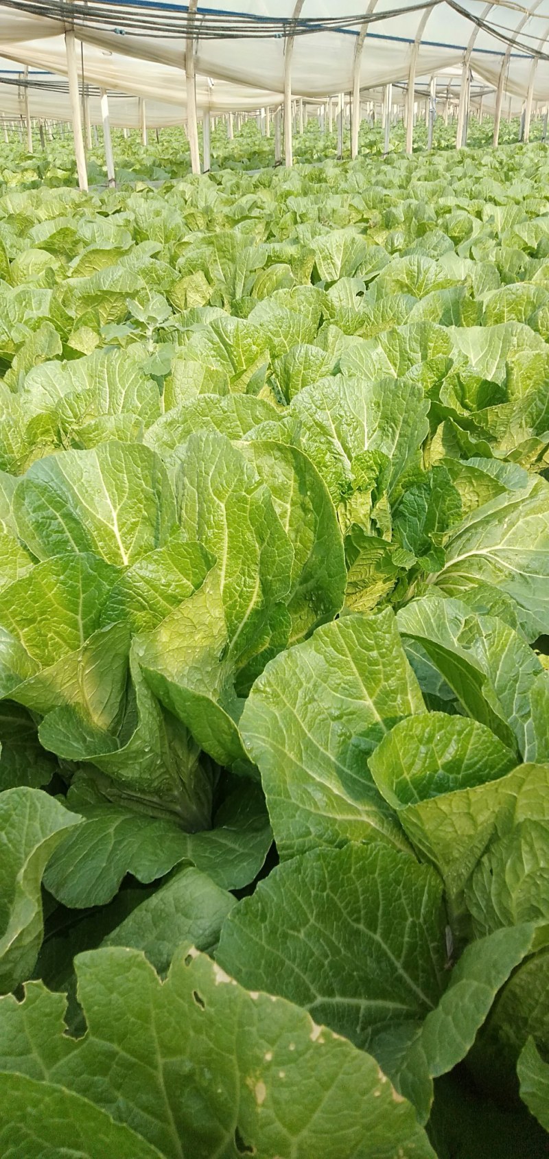 大白菜