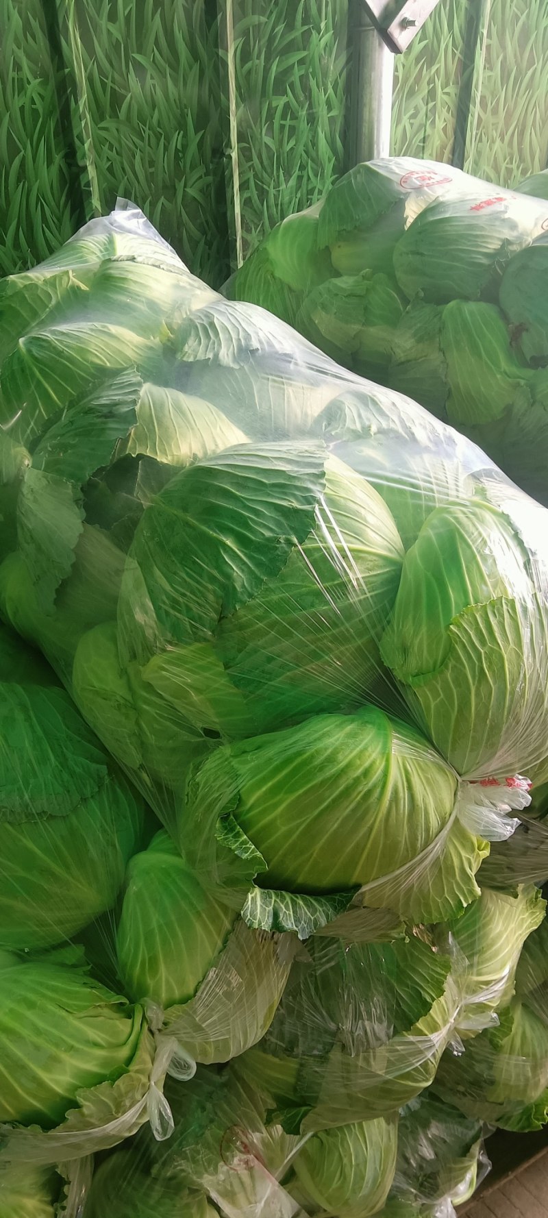 【优选品质】扁包菜现摘现发新鲜本地包菜，农家种植，品质保证