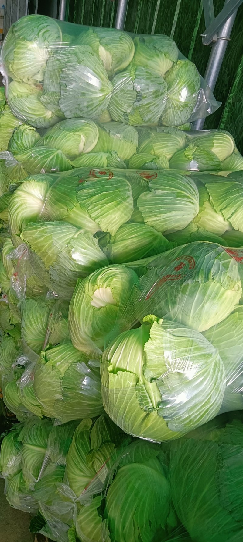 【优选品质】扁包菜现摘现发新鲜本地包菜，农家种植，品质保证