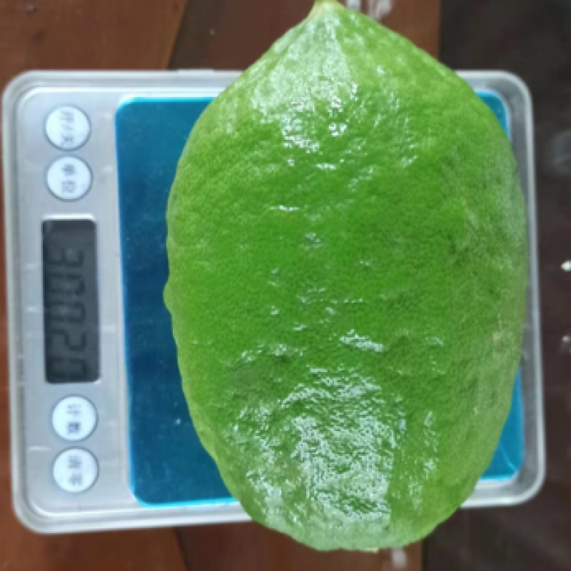 四季无仔香水柠檬苗，四季香水柠檬苗，北京青柠檬