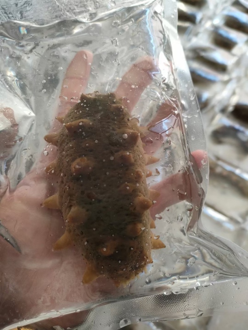 活体海参，全国发货，保货，一件代发，无沙，可以直食