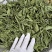 甜叶菊,茶用甜叶菊,无硫新货优选品质,产地直销,量大从优