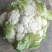 菜花：乳白色紧花：单棵1--4斤.产地：可视频看货：现货