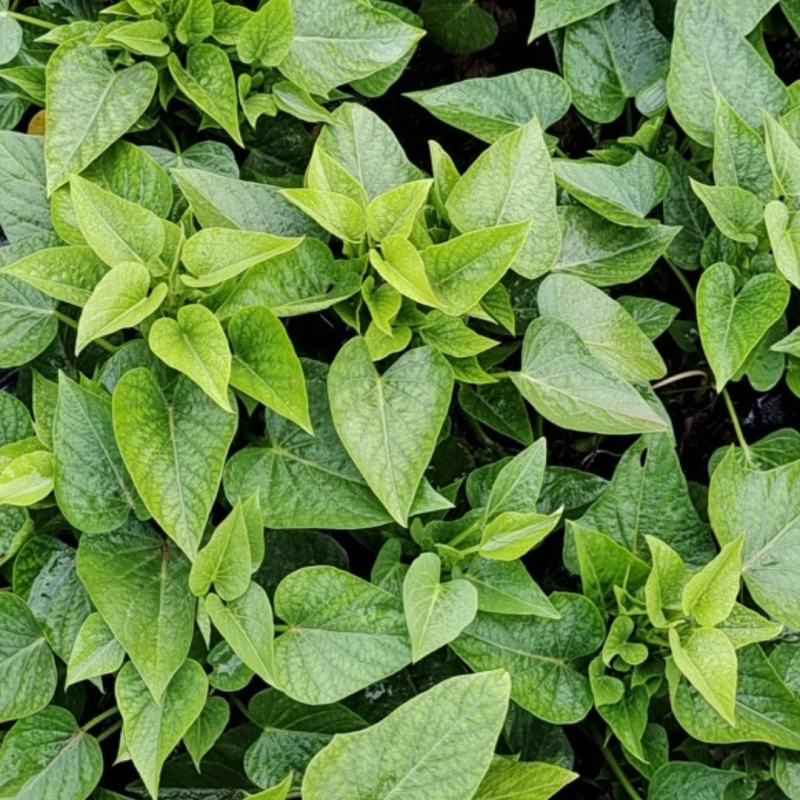 野菜薯尖