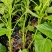野菜薯尖
