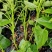 野菜薯尖