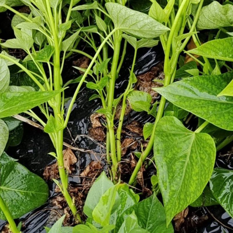 野菜薯尖