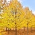 欧洲小叶椴金桐力绿塔精品苗木进口原生