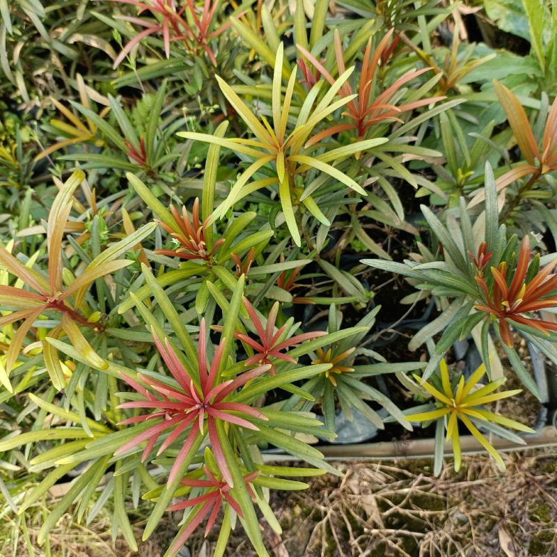 海岛罗汉松红芽罗汉松庭院观叶盆栽景观造型绿植