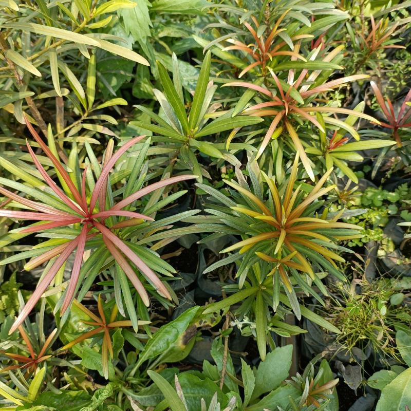 海岛罗汉松红芽罗汉松庭院观叶盆栽景观造型绿植