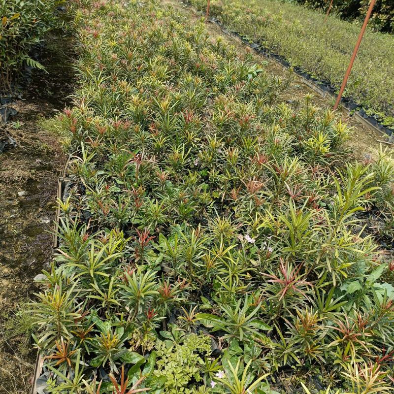 海岛罗汉松红芽罗汉松庭院观叶盆栽景观造型绿植