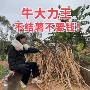 牛大力苗，高产牛大力苗。包结薯