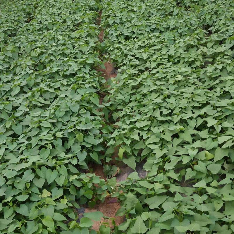 野菜薯尖