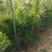 基地大量批发松树，马尾松20公分-1.5米高