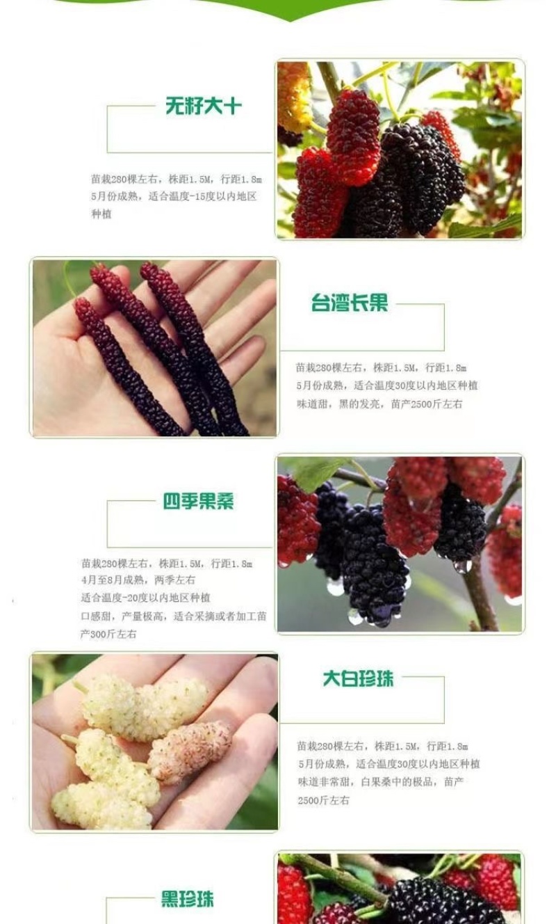 果桑树苗台湾长果桑苗四季大果桑树苗可庭院盆栽四季可种