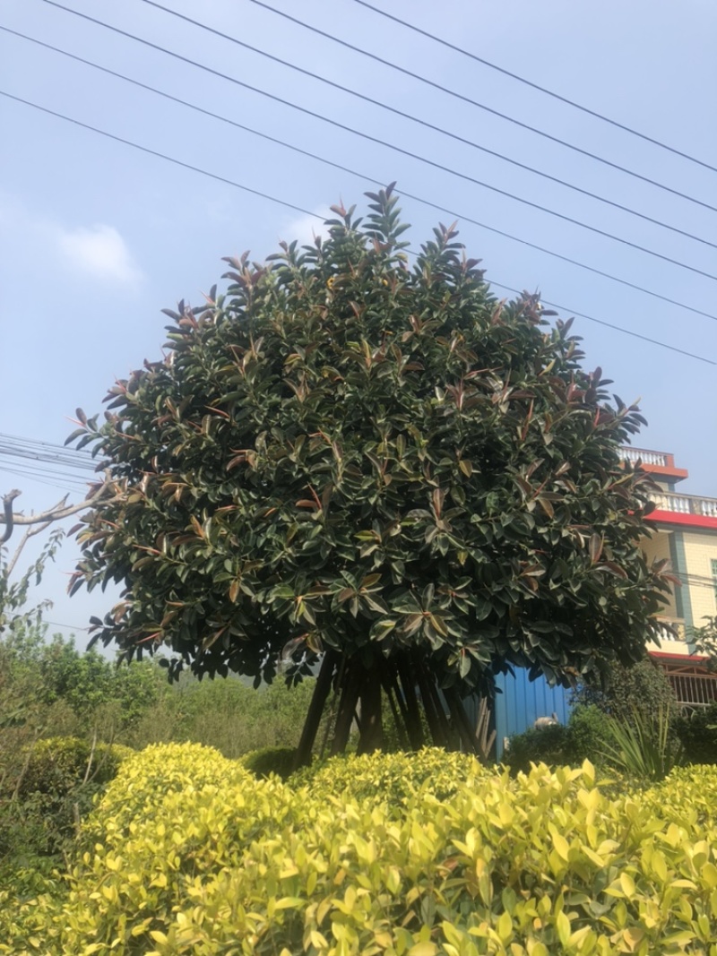 橡皮树22公分精品超级靓货