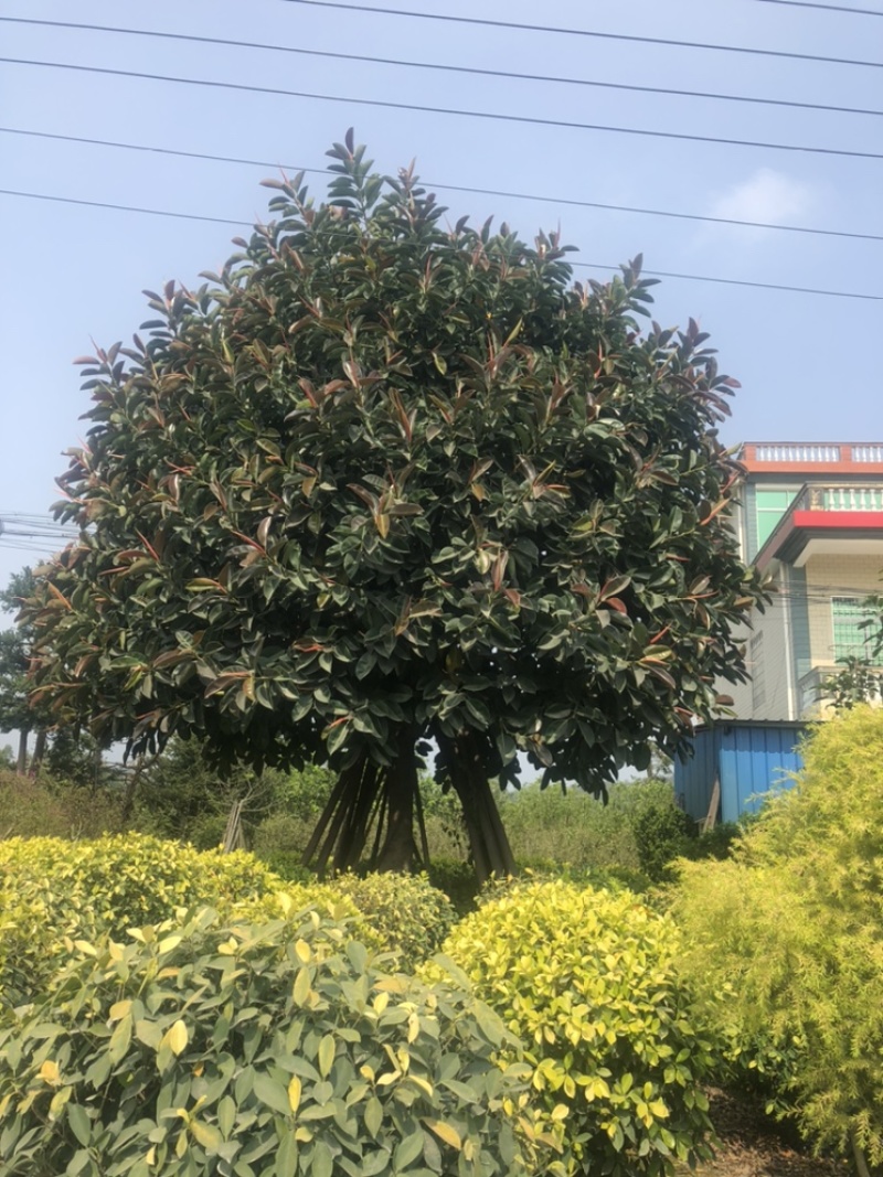 橡皮树22公分精品超级靓货