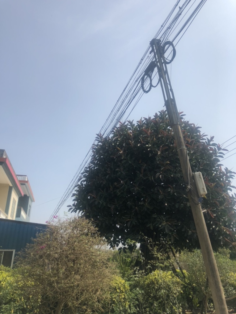 橡皮树22公分精品超级靓货