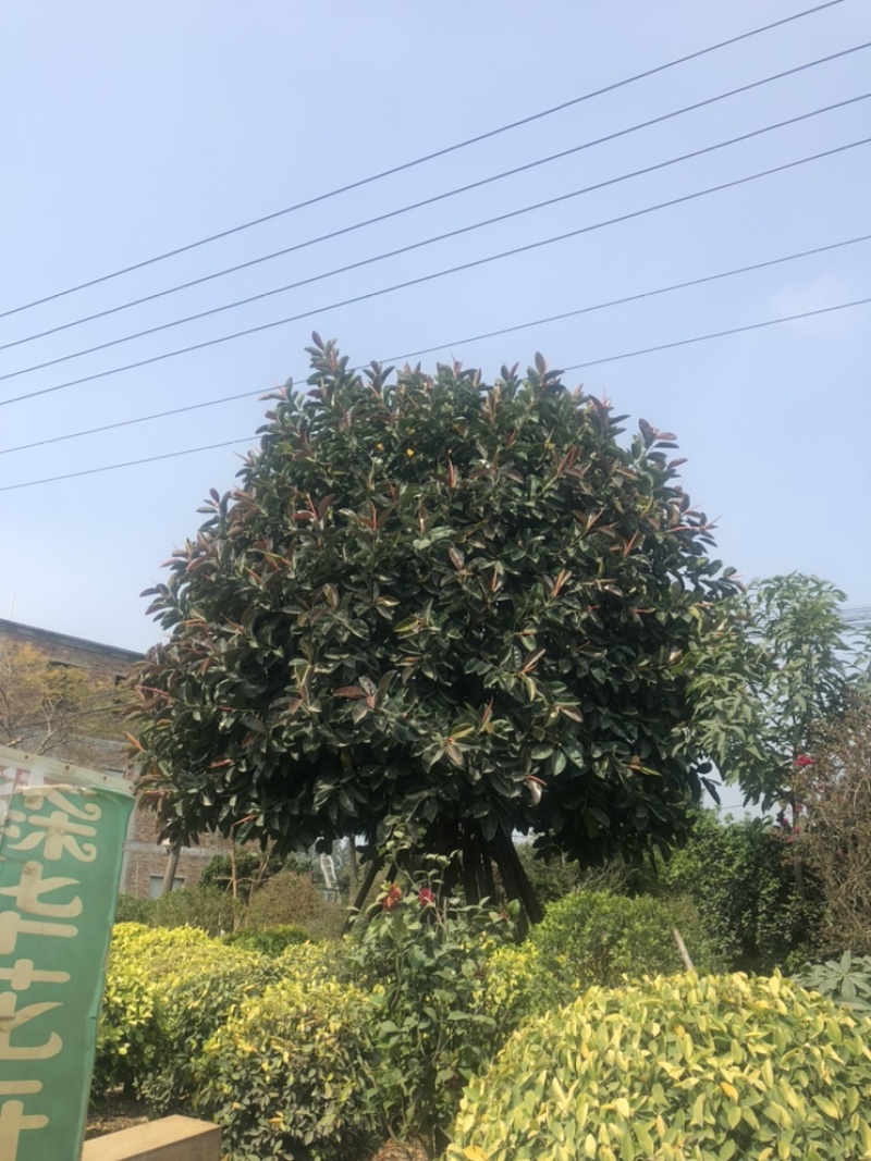 橡皮树22公分精品超级靓货