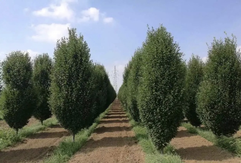 欧洲鹅耳枥8-14公分进口原生精品苗木园林绿化