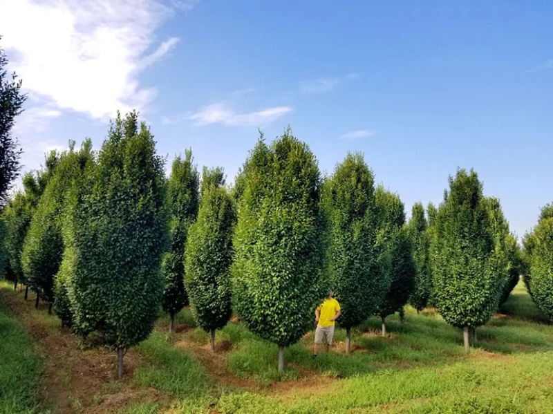 欧洲鹅耳枥8-14公分进口原生精品苗木园林绿化