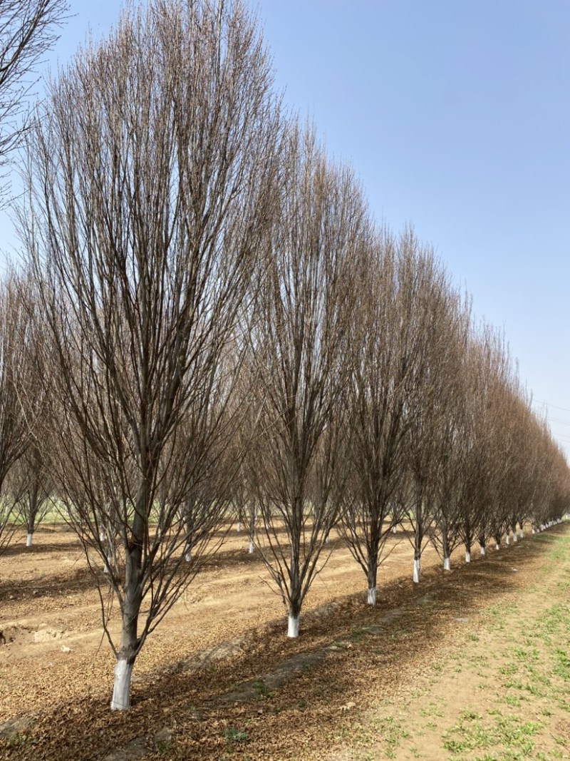 欧洲鹅耳枥8-14公分进口原生精品苗木园林绿化