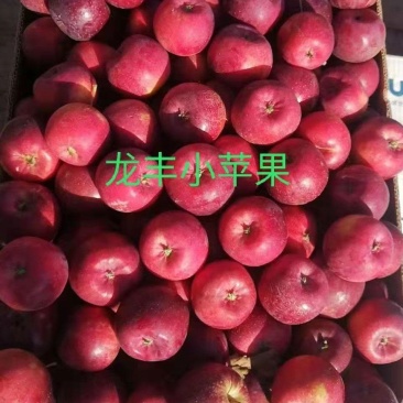龙丰果龙丰苹果产地合作社代办一手货源！