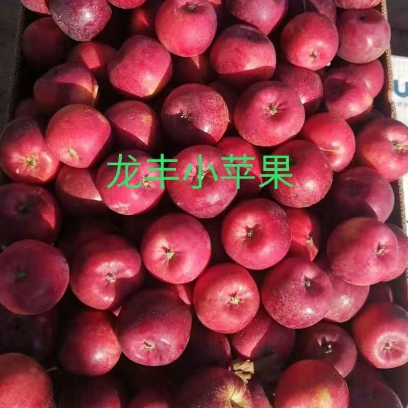 龙丰果龙丰苹果产地合作社代办一手货源！