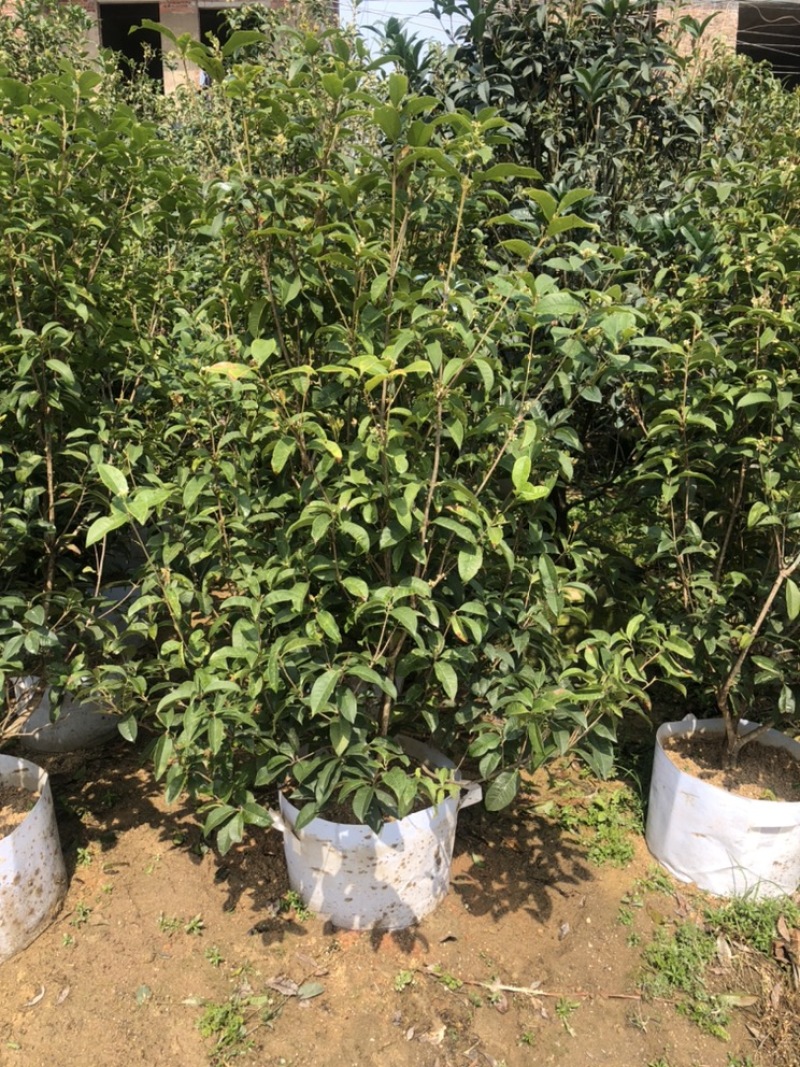 四季桂2.5-3米