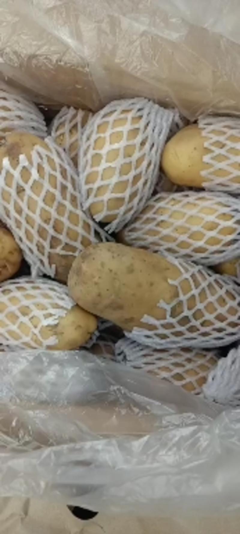 安丘市精品黄芯鲜土豆大量上市，面积大质量好。欢迎来购。