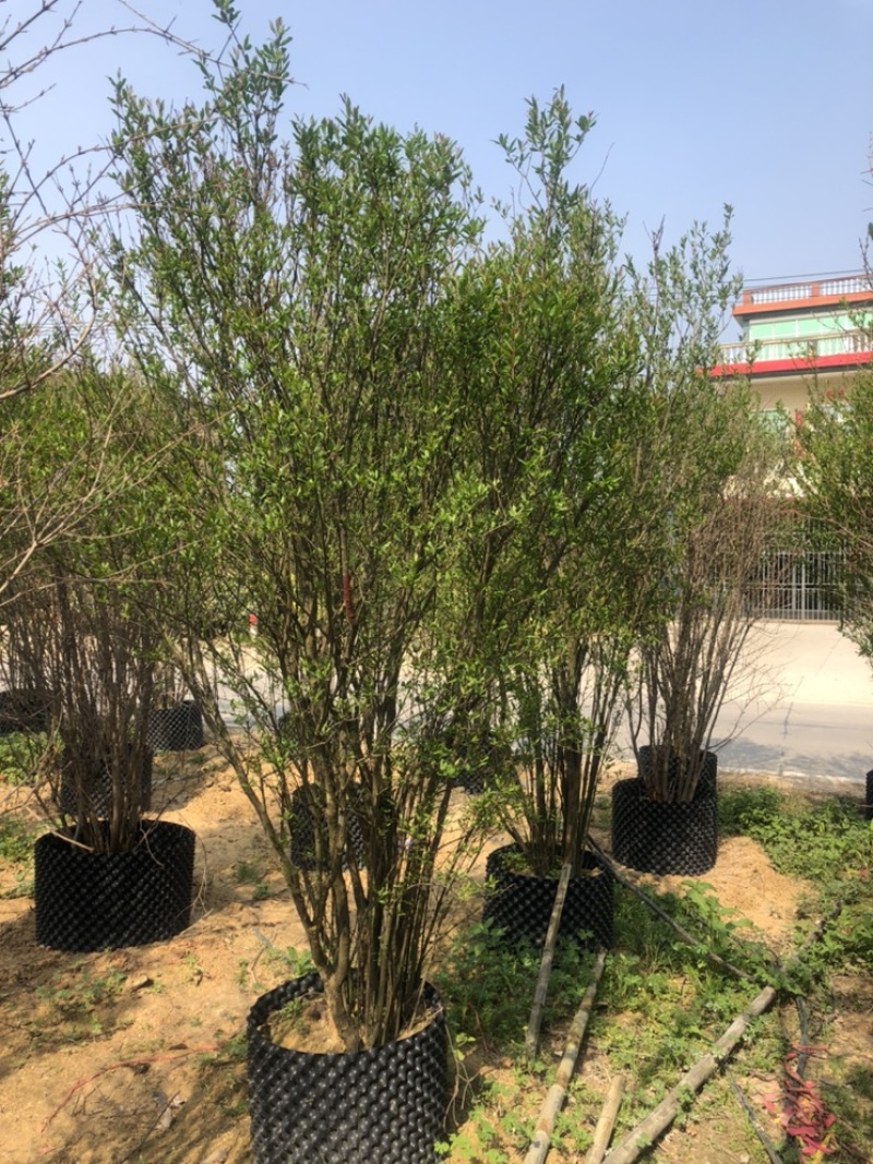 石榴树丛生百亩基地自产自销