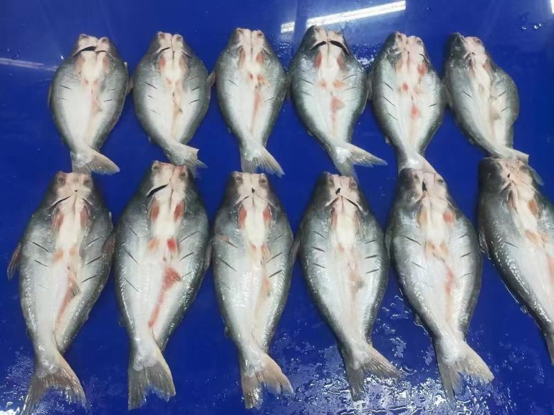 巴沙鱼批发