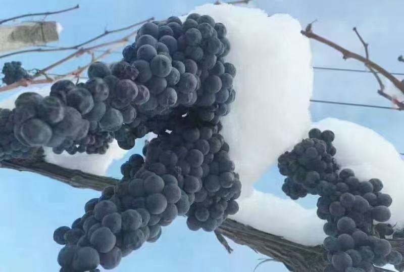 ️北冰红葡萄酒来自冰天雪地的献礼，11度5斤装包邮到家
