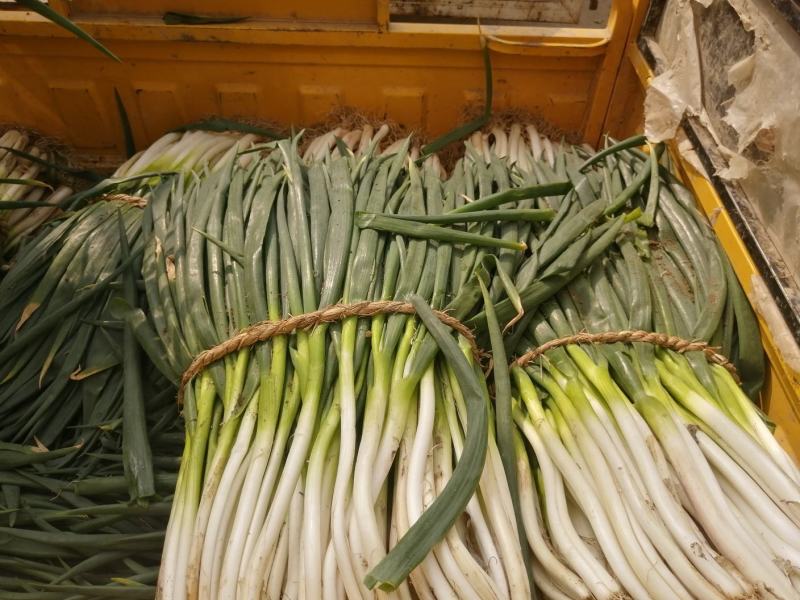 大葱分葱，黄分葱，可供超市，市场加工企业