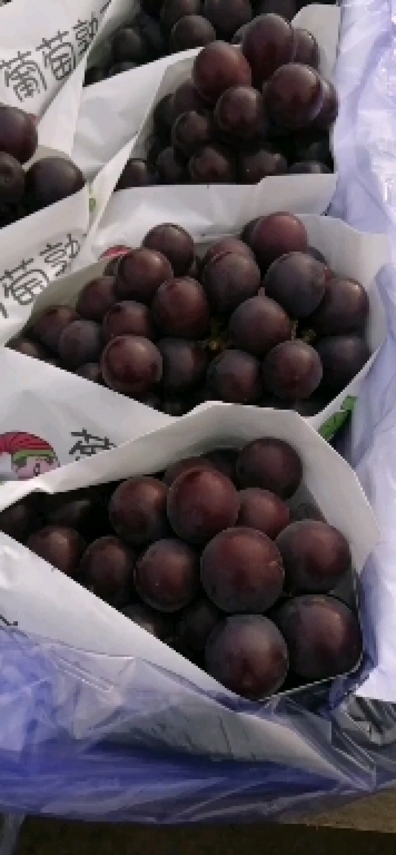 辽宁北镇，凌海精品辽丰葡萄，巨丰葡萄大量上市