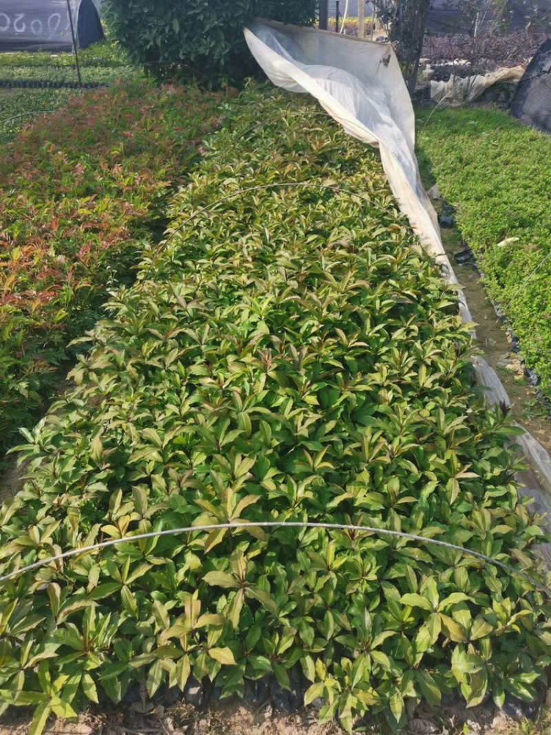 硬枝黄蝉