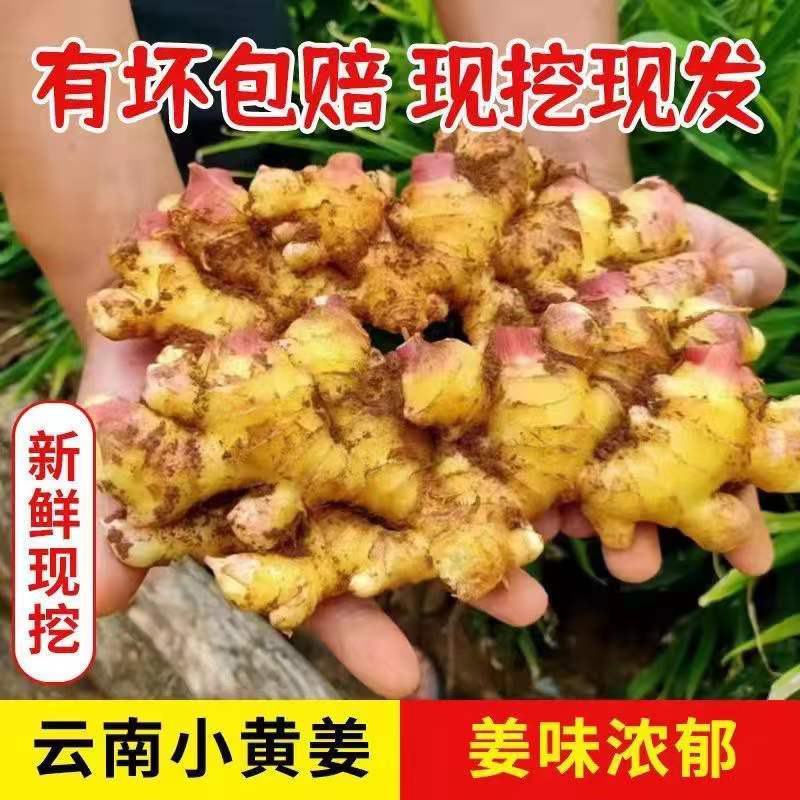 云南高山小黄姜新鲜生姜批发现挖嫩姜新姜老姜月子姜
