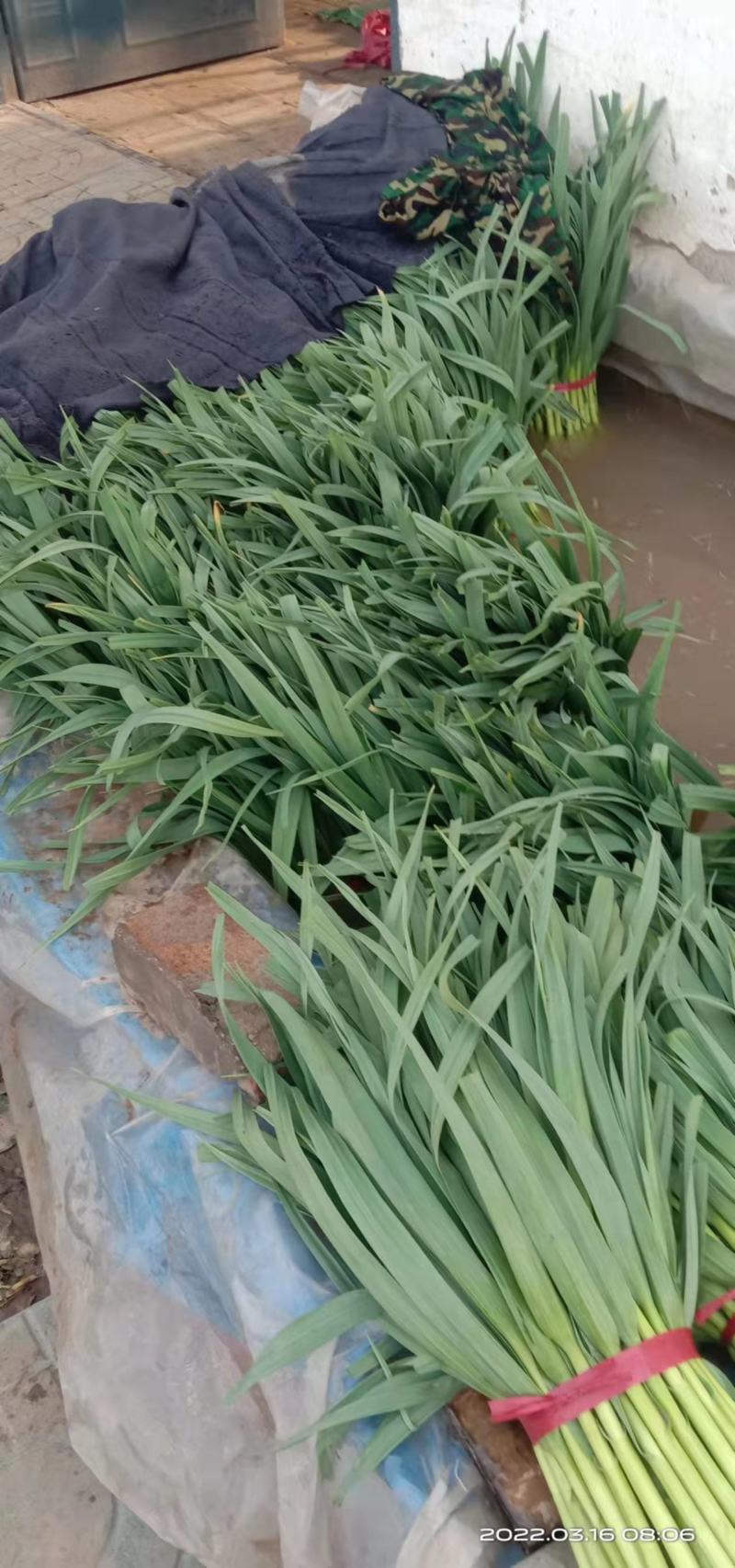 精品红根蒜苗红根蒜苗，水洗蒜苗，大量有货