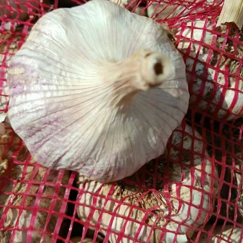 精品红根蒜苗红根蒜苗，水洗蒜苗，大量有货